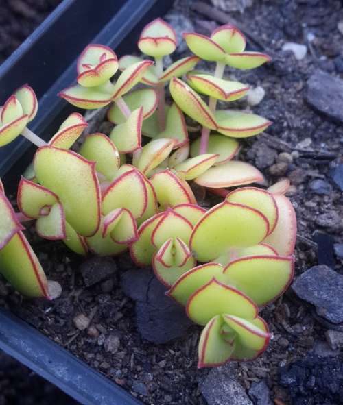 Crassula pullucida