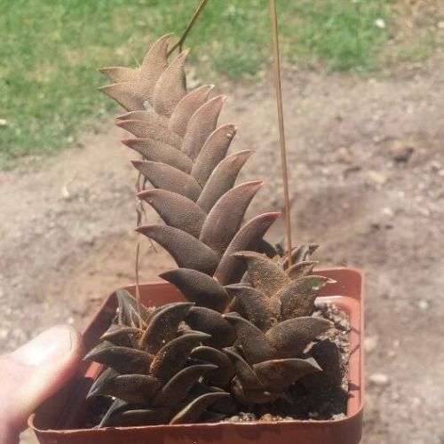 Haworthia viscose