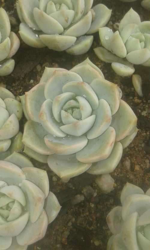 Echeveria Titubans