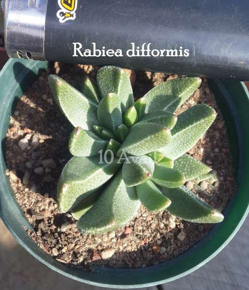 Rabiea difformis