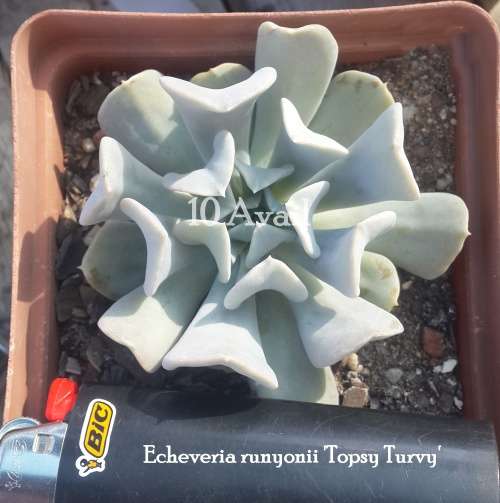 Echeveria Topty Turvey