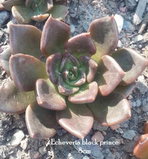 Echeveria Black Prinse