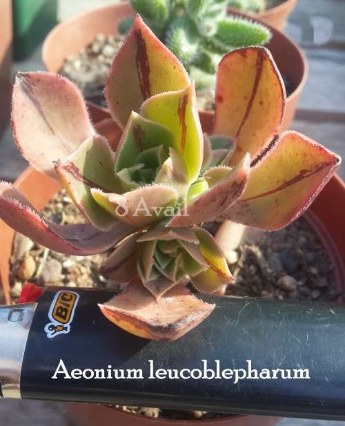Aeonium Leucoblepharum