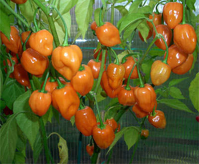 Habanero Pepper Seeds (Orange)