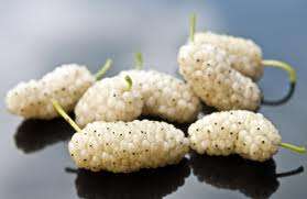 White Mulberry Seeds (Morus alba)