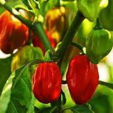 Red Habanero Pepper 15 Seeds - Extremely Hot