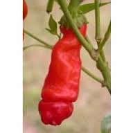 PETER PEPER (RED) SEEDS