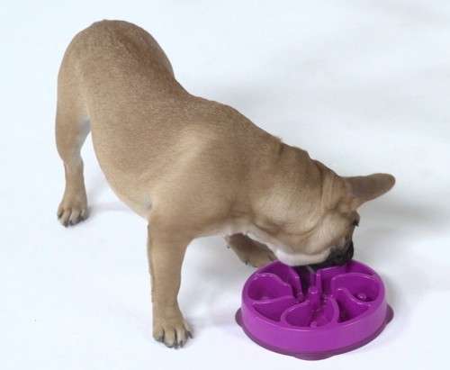 Slo Bowl Dog Pet Cat Slow Feeder Prevents Bloat Canine Obesity Lengthens Mealtime
