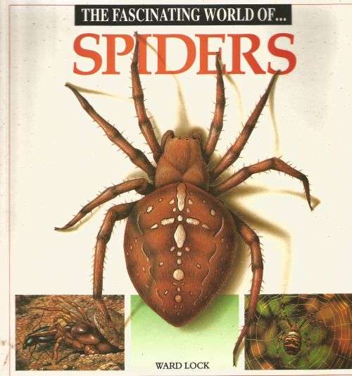 The fascinating world of spiders