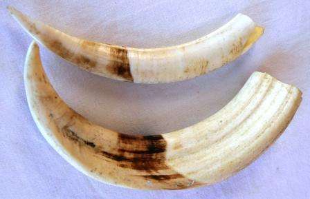 2x Warthog Tusks
