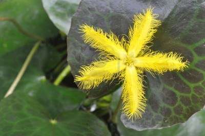 Floating Hearts - Plants for sale