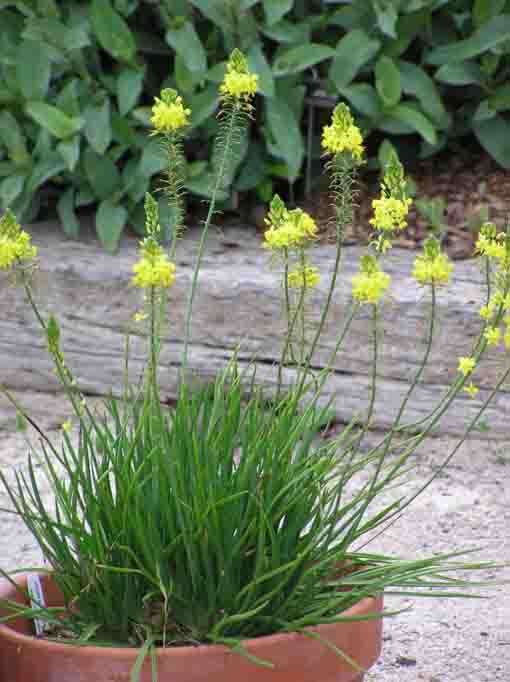 Bulbine "Yellow" - Plants for sale