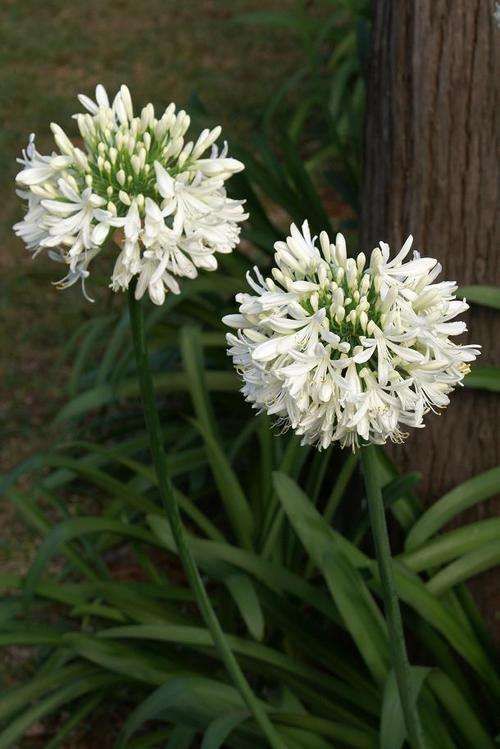 Agapanthus White - Plants for sale