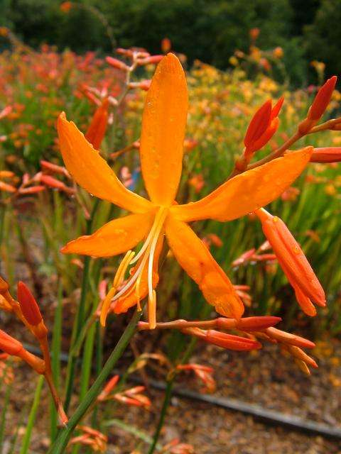 Falling Stars "Orange" - Bulbs/Plants for sale - 5bulbs