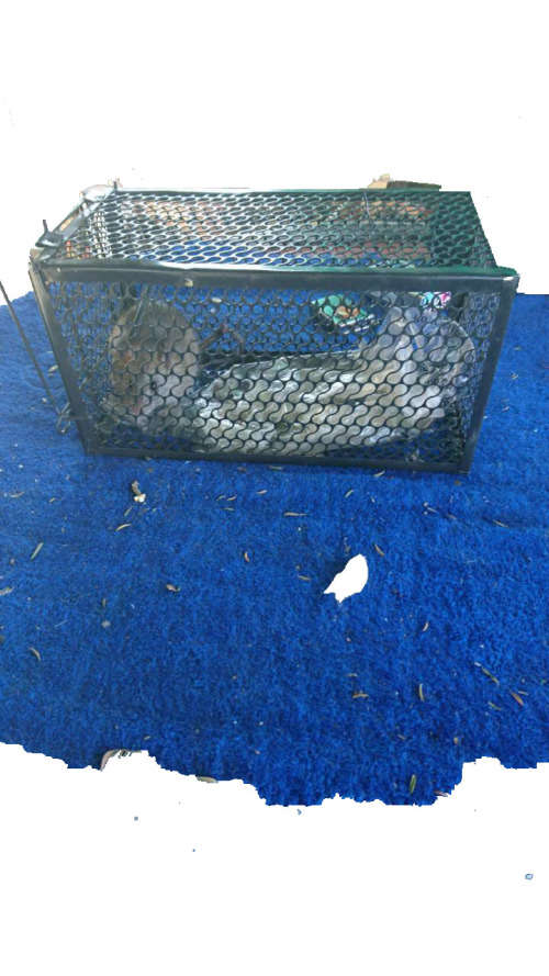 Rat/Mouse trap-Humane-Easy to activate-Suitable for one rodent-Medium size-Highly Effective!!!