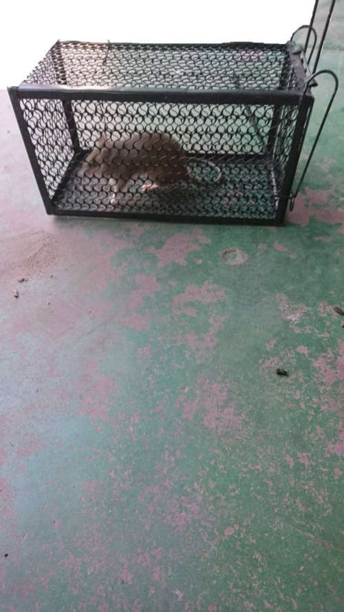 Rat/Mouse trap-Humane-Easy to activate-Suitable for one rodent-Medium size-Highly Effective!!!