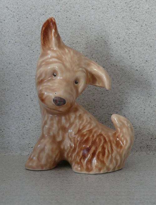 SylvaC fawn Dog