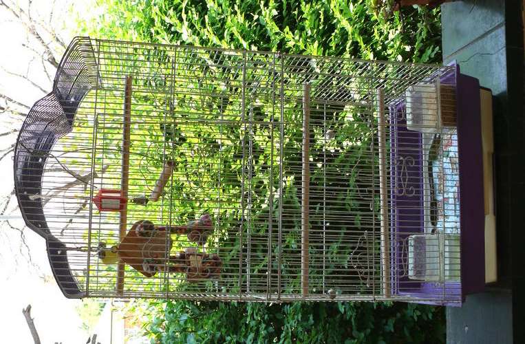 Huge Bird Cage - comes with all the "toys"