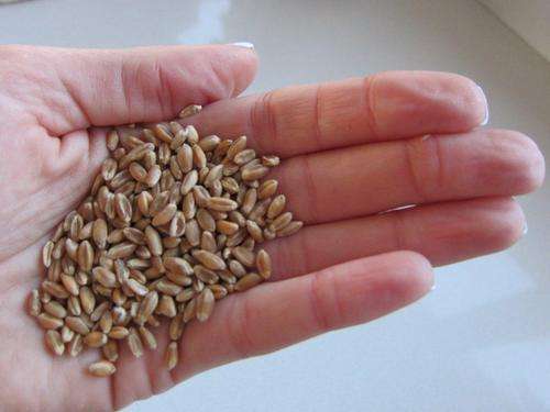 4kg Wheatgrass Seeds - Bulk Pack - FREE POSTAGE AND PACKAGING!!!