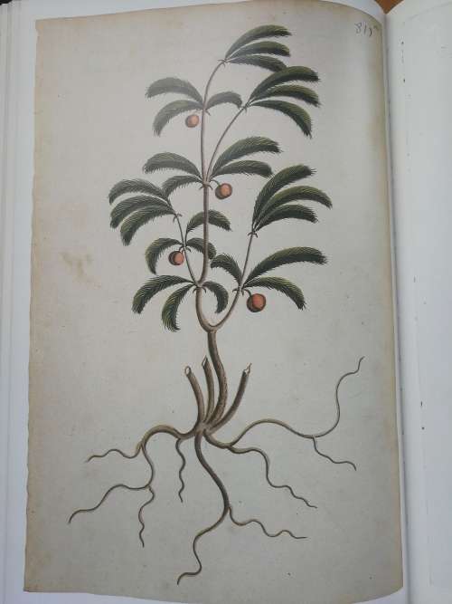 Rare Book: Simon van der Stel`s Journey to Namaqualand in 1685