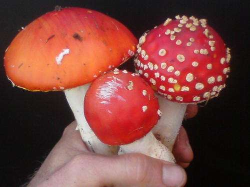 Amanita Muscaria Mushrooms (Dried Caps & Stems or powdered) 30gms