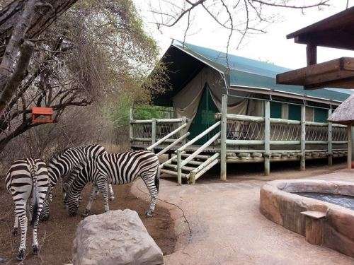 Jackalberry Ridge Luxury Tent Accommodation 6 - 13 October 2017