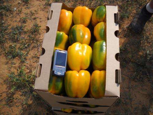 Organic Guano Concentrated (Dilute 1:40) Fertilizer liquid  - 500ml - R20.00