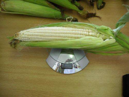 Guano Organic Liquid Fertilizer  - ''SPECIAL" 25 Litres for R590.00 (Concentrated - Dilute 1:40)