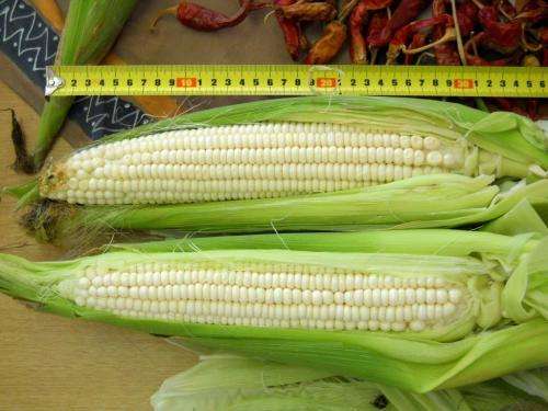 Organic Seabird Guano Hemp concentrated Liquid  5 Liters  R18000 (Provide 200 Lt of plant food)