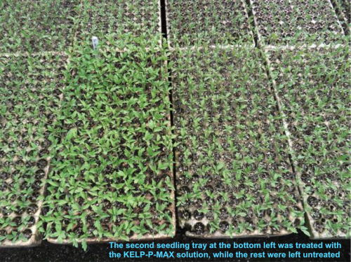 KELP-P-MAX : 5 Liters of Ascophyllum nodosum Kelp Extract that provides 1,250 Liters of Plant food