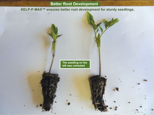 KELP-P-MAX : 5 Liters of Ascophyllum nodosum Kelp Extract that provides 1,250 Liters of Plant food