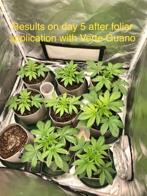 Organic Certified Seabird Guano Liquid  25 Litres for R65000 (Concentrated - Dilute 140)