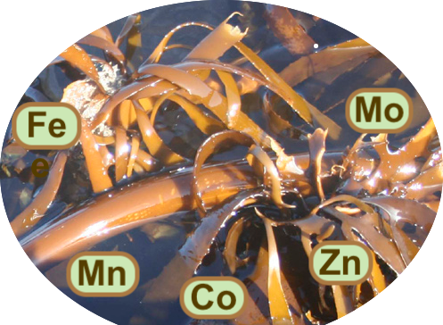 Kelp - 5 Lt (Ecklonia Maxima) concentrated Nutrient Liquid - 5 Lt produce 500 Litres of Plant Food