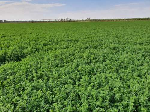 Agri-Boost (3 in 1) : 100% Bio-Organic Liquid Fertiliser (Dilute 1:200) Growth Stimulant 1 Liter