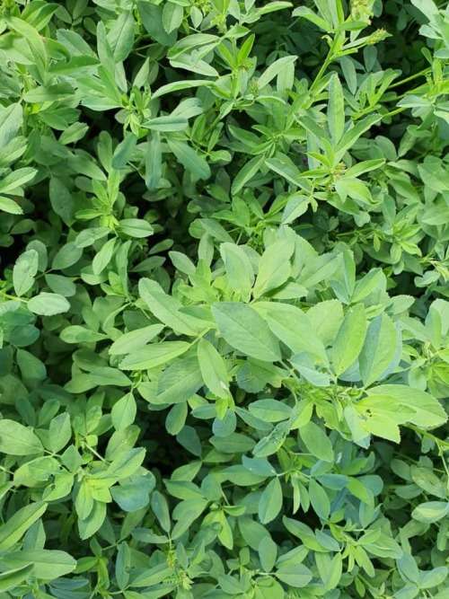 Agri-Boost (3 in 1) : 100% Bio-Organic Liquid Fertiliser (Dilute 1:200) Growth Stimulant 1 Liter