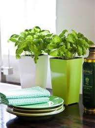 Plant Pots WaterFresh - Self watering High Quality - Colour BLACK