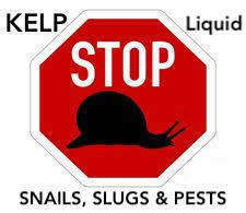 Kelp - 5 Lt (Ecklonia Maxima) concentrated Nutrient Liquid - 5 Lt produce 500 Litres of Plant Food