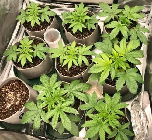 Guano Organic Certified Fertiliser - 2 Litres (Dilution Rate 1:40)