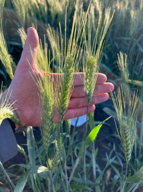 Fertiliser Organic Guano liquid : 25 Litre (Dilute 1:40) *SPECIAL* at only R950