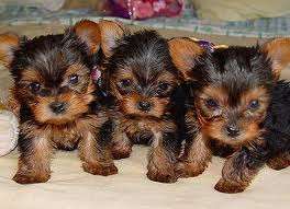 Yorkshire Terrier Puppies for sale