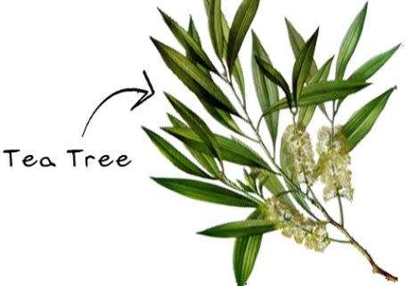 Tea Tree 100% undiluted pure essential oil 500ml