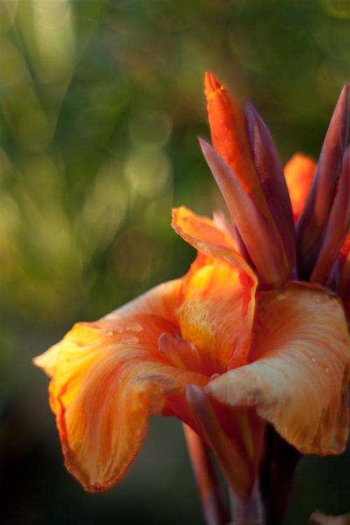 Pentacon 50mm 1.8 M42 lens