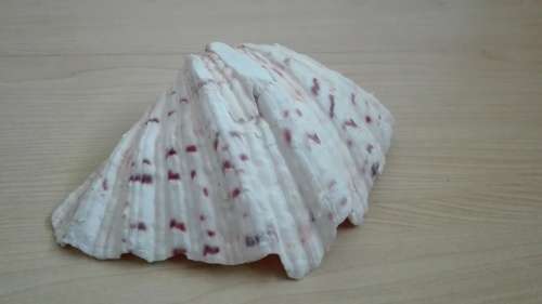 Large Clam Shell - width 16cm. depth 11cm. height 6cm