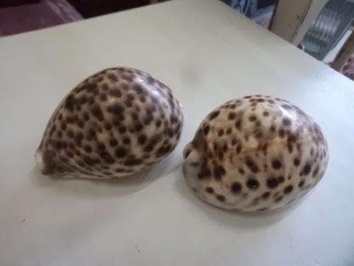 Cowrie Shells