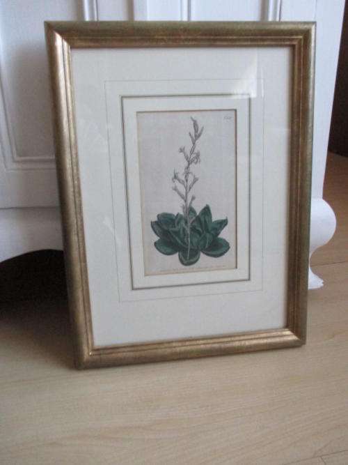 Framed Botanical Print