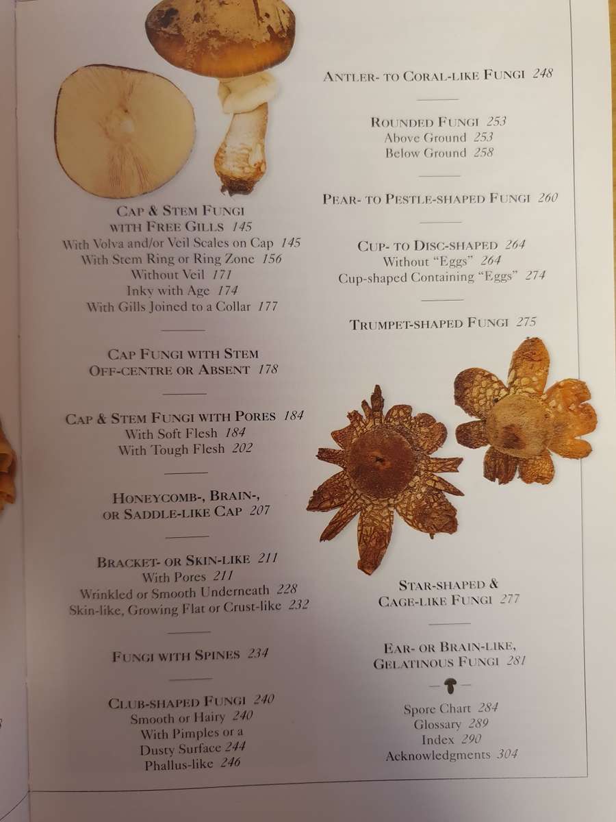 DK - Mushrooms : Thomas Laessoe