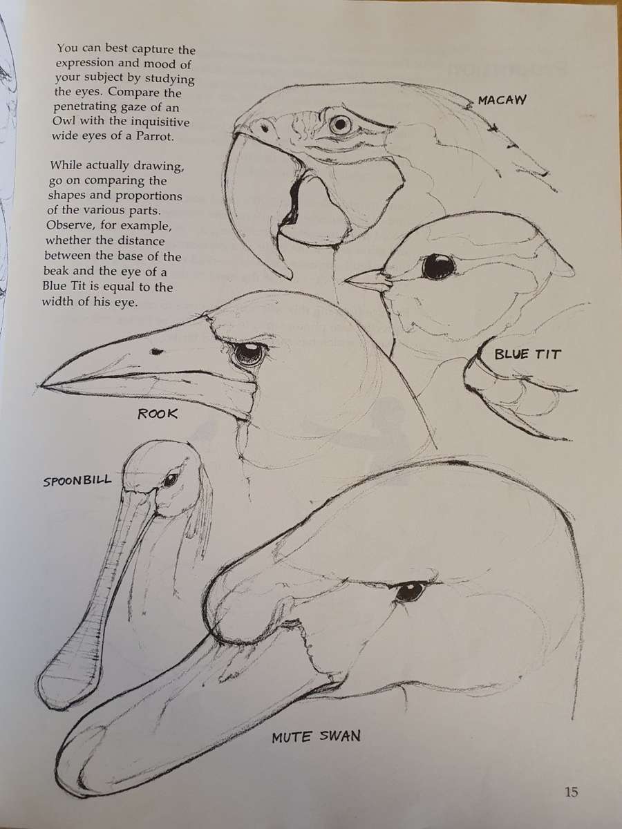 Draw Birds : David Brown (Paperback)