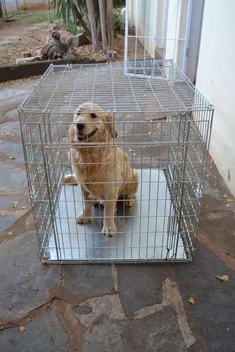 Foldable xl pet crate