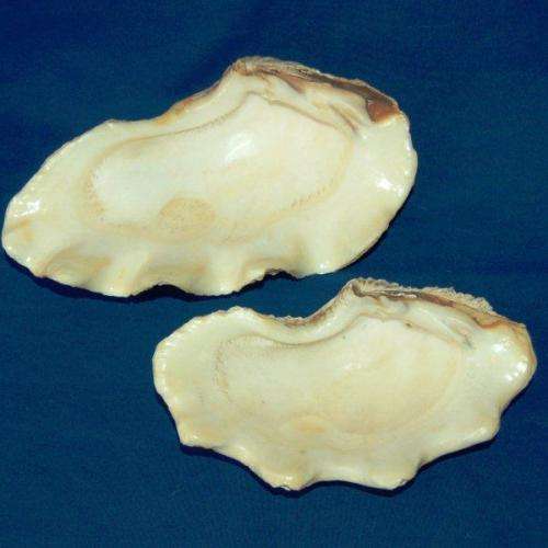 2 Large Clam Shells - Largest Measures 250mm Long and 140mm Wide