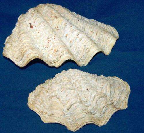 2 Large Clam Shells - Largest Measures 250mm Long and 140mm Wide
